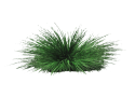 sh_Festuca azul